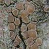 Lecanora quercicola